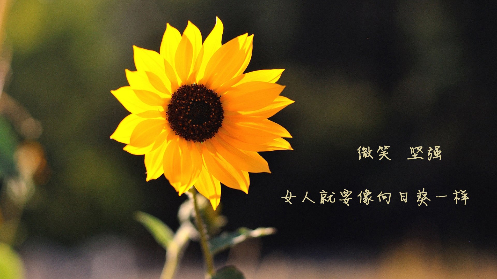 爱游戏官方网站-紧张刺激！王强终场前关键三分让北京提前锁定胜局，北京王强个人简历资料